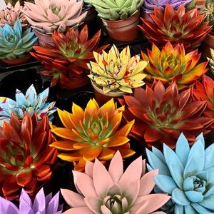 Meet your Posher, Mehr